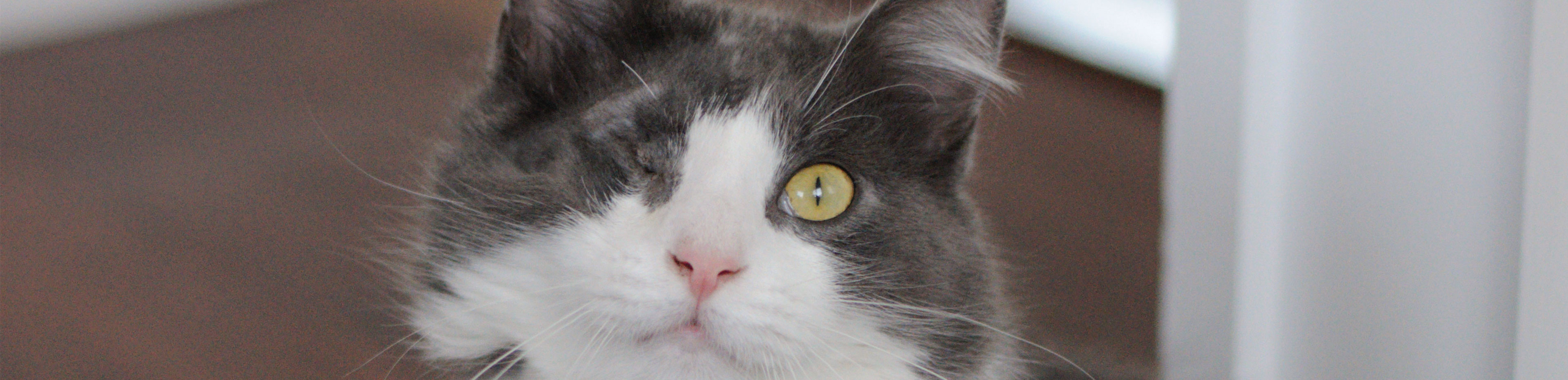 Marcello the cat that was thown over the fence